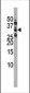 Phospho-CDK1(S39) Antibody